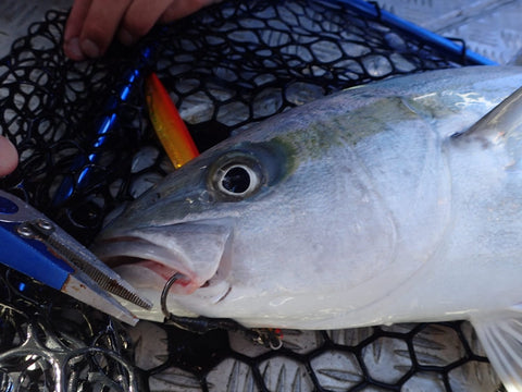 Aidan’s first Kingi of 2018