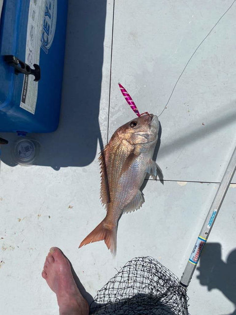 Big snapper love the big jigs also