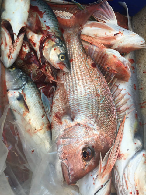 Dave’s healthy bin full of fish