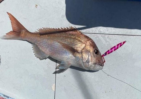 Great snapper on a Big Tez jig