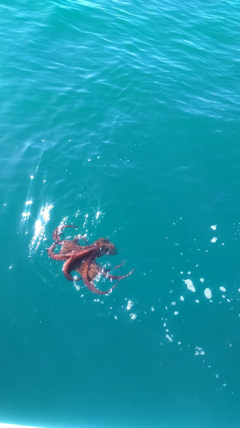 Heres another unusual catch! on Ok.fish gear