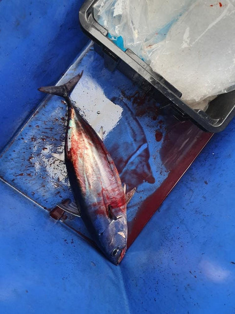 Loony-tunas are doing it for Warfish Charters in Whitianga