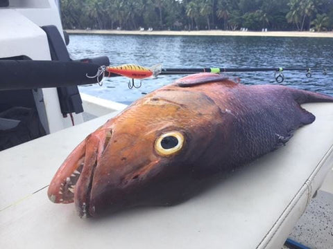 Nice Fiji Fish
