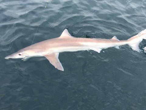 Wrangling big sharks on the Benda-1 - OK.fish