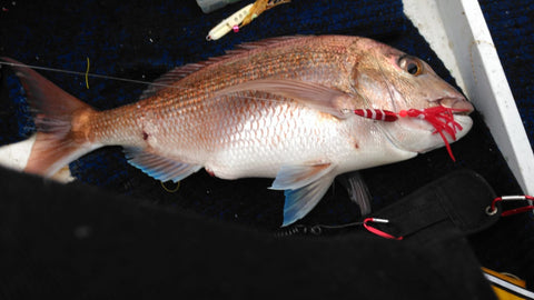 Yet another happy OK.fish customer, cheers Brett