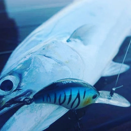 Top water casting and trolling Lures