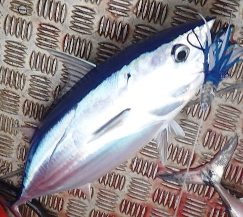 How to Catch Albacore Tuna Trolling in NZ