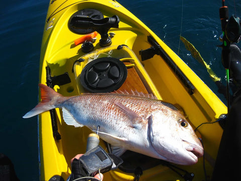 Look at this beauty - OK.fish