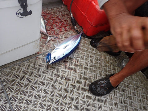 Loonytuna feather lures just the trick in Rarotonga - OK.fish