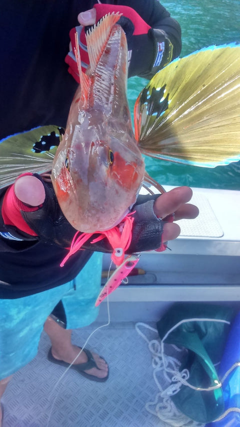 Nice big carrot on a OK.Fish GravyTrain Whink Lumo
