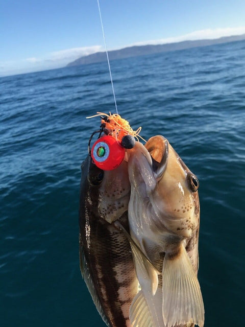 Two cod on the one Gosh kabura jig - OK.fish