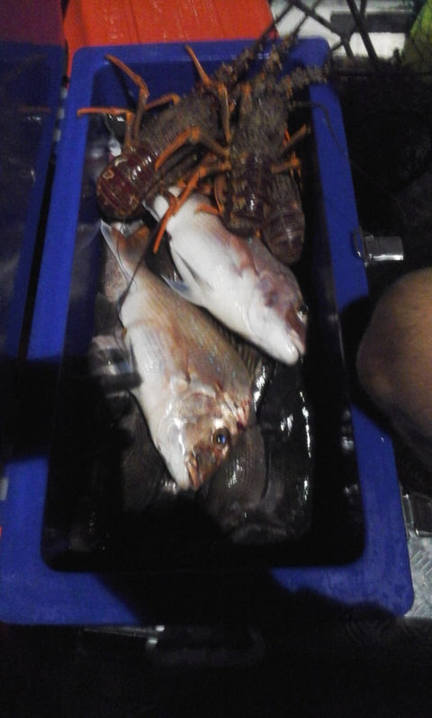Yet another good haul with the Benda's - OK.fish